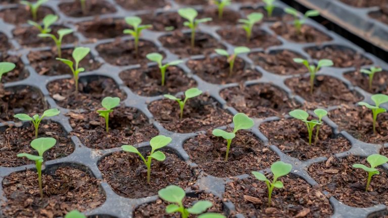 7 plantes à semer en décembre – découvrez les fleurs, légumes et fines herbes que vous pouvez semer à l'intérieur ce mois-ci