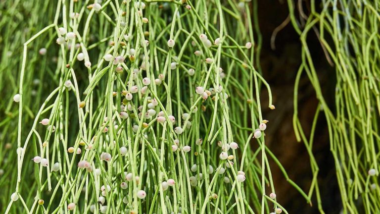 Comment prendre soin d’un cactus de gui – meilleurs conseils pour prendre soin de cette succulente en cascade à l’intérieur
