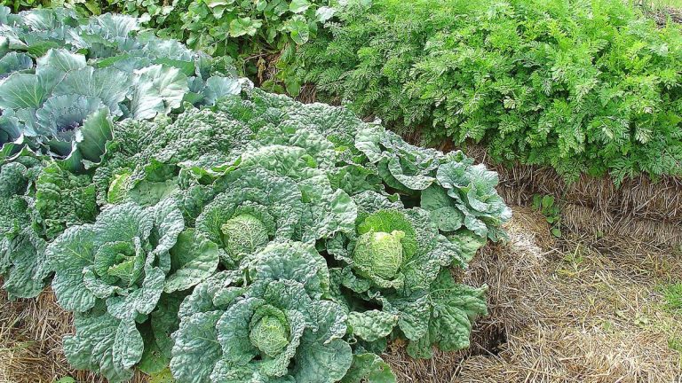 Qu’est-ce que le jardinage en bottes de paille ?  Les experts expliquent cette méthode de culture alternative