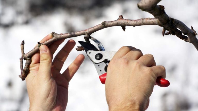 7 plantes à tailler en décembre – arbustes et arbres à tailler ce mois-ci