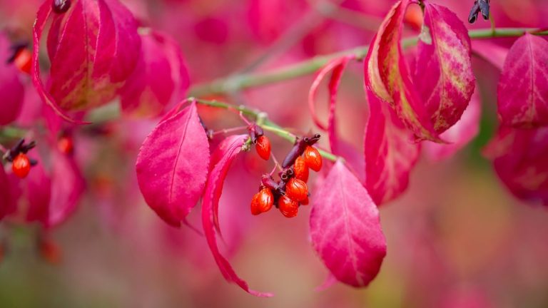 Meilleures variétés d'euonymus – ces arbustes travaillants et polyvalents sont un bon investissement