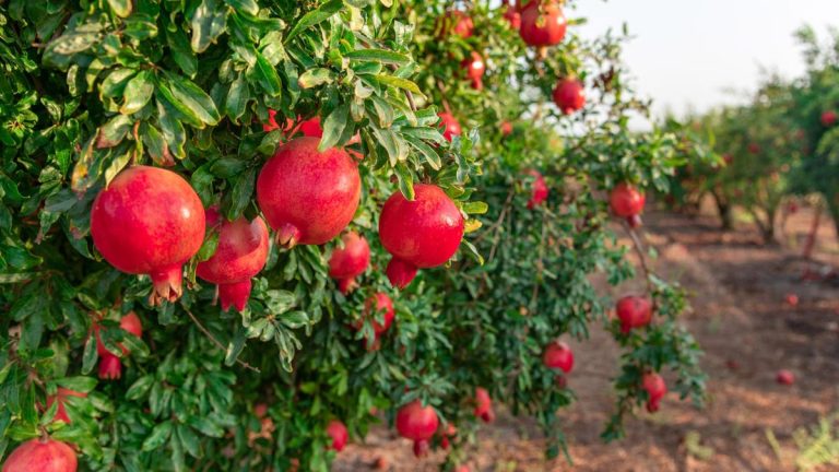 Comment tailler une grenade deux fois par an pour des plantes heureuses, saines et productives