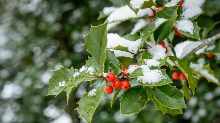 Comment faire pousser du houx – conseils pour cultiver, planter et entretenir l’arbuste de Noël classique