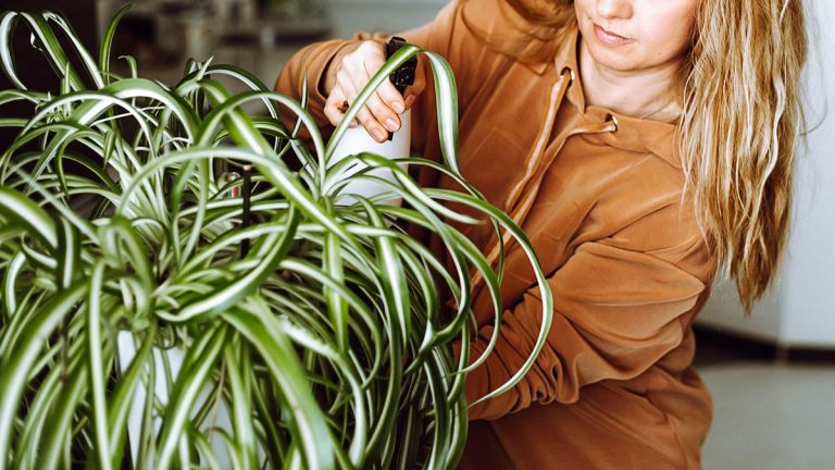 Pourquoi les pointes de ma plante araignée deviennent-elles brunes ?