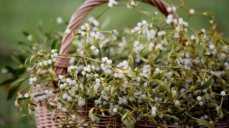 Comment prendre soin du gui à l’intérieur – et autres conseils utiles pour utiliser cette plante fabuleusement festive