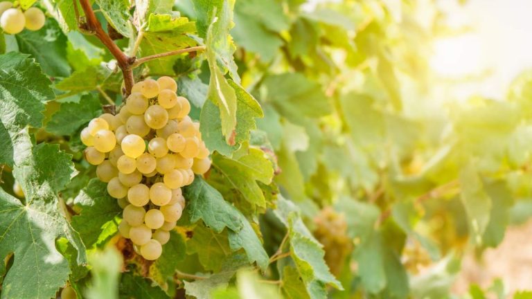 Comment faire pousser du raisin – pour des vignes saines et de bonnes récoltes