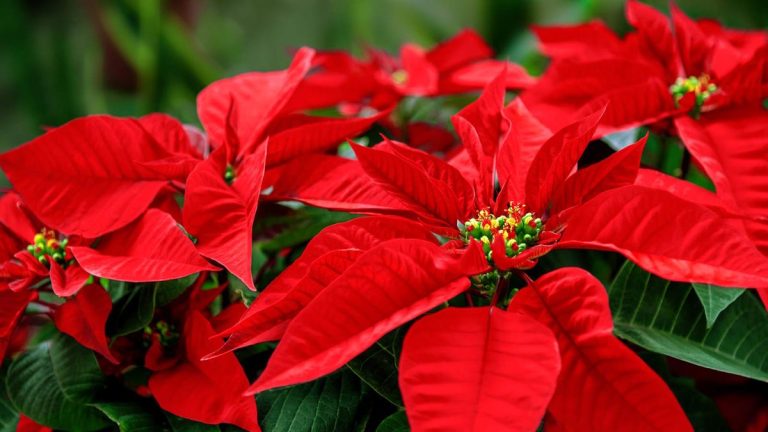 Quand dois-je mettre mon poinsettia dans le noir pour qu'il refleurisse pour Noël ?