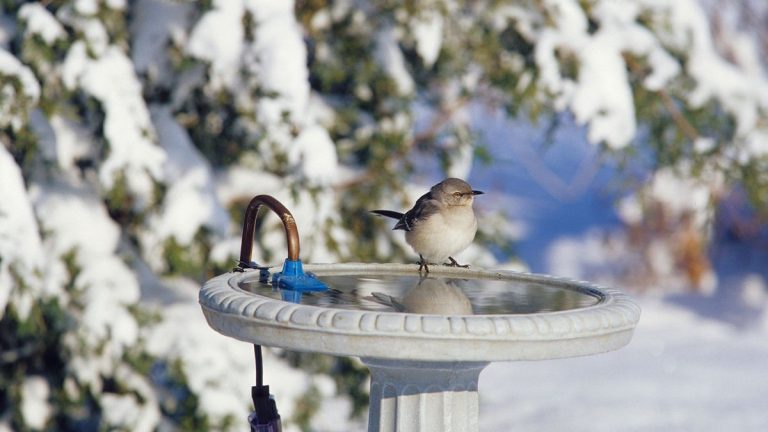 Dois-je acheter un bain d’oiseaux chauffé ?  C'est ce que vous devez considérer en premier