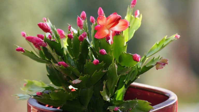 Pourquoi les bourgeons tombent-ils de mon cactus de Noël ?  3 raisons de ce problème courant révélées