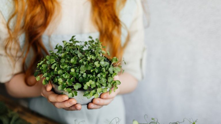 Meilleurs micropousses à cultiver en intérieur – 11 cultures faciles à essayer Meilleurs micropousses à cultiver en intérieur – 11 cultures faciles à essayer