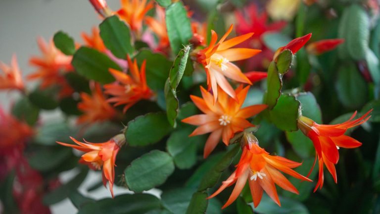 Dois-je garder mon cactus de Noël dans le noir ? Notre expert en plantes d’intérieur intervient Dois-je garder mon cactus de Noël dans le noir ? Notre expert en plantes d’intérieur intervient