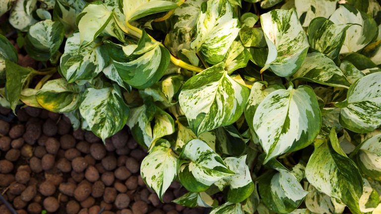 Pourquoi mes pothos dorés jaunissent-ils ? Conseils pour redonner la santé à cette plante rampante Pourquoi mes pothos dorés jaunissent-ils ? Conseils pour redonner la santé à cette plante rampante