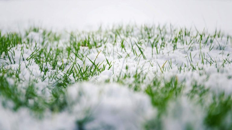 Qu’est-ce que la moisissure des neiges ? Conseils d’experts pour prévenir et traiter un problème de pelouse hivernale qui pourrait se cacher hors de vue Qu’est-ce que la moisissure des neiges ? Conseils d'experts pour prévenir et traiter un problème de pelouse hivernale qui pourrait se cacher hors de vue