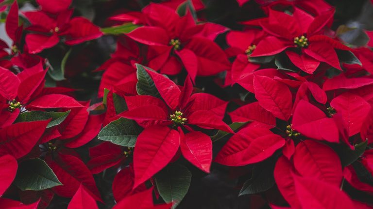 Apprenez à propager un poinsettia avec notre guide expert Apprenez à propager un poinsettia avec notre guide expert