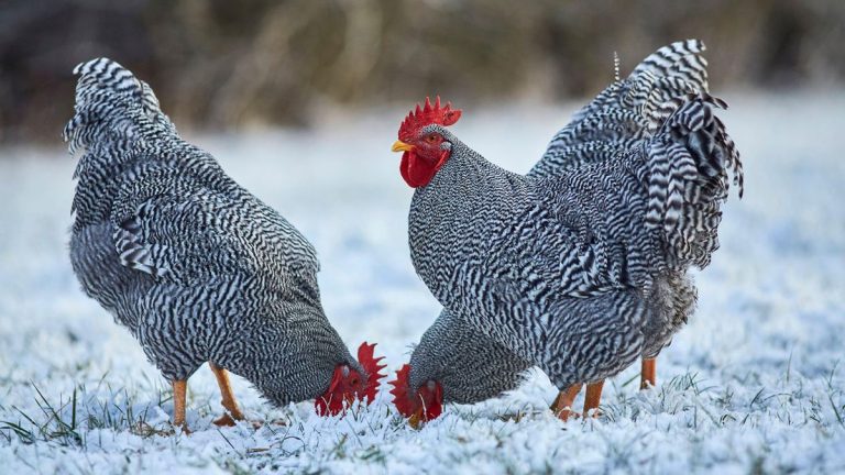 Comment garder les poules au chaud en hiver : des experts se prononcent sur les choses à faire et à ne pas faire pour vos oiseaux de basse-cour Comment garder les poules au chaud en hiver : des experts se prononcent sur les choses à faire et à ne pas faire pour vos oiseaux de basse-cour