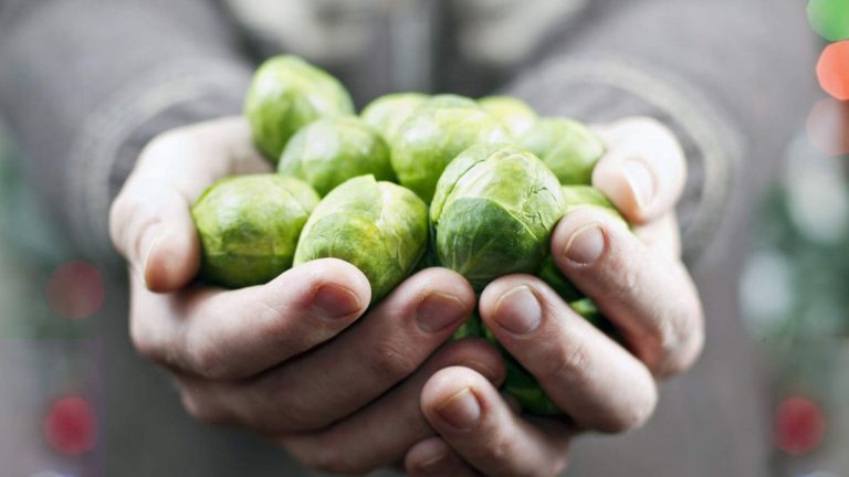 Peut-on faire pousser des choux de Bruxelles à partir de chutes ? Oui, et cela peut en fait se faire de deux manières Peut-on faire pousser des choux de Bruxelles à partir de chutes ? Oui, et cela peut en fait se faire de deux manières