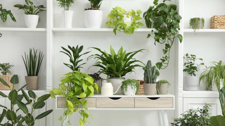 Plantes d'intérieur qui améliorent l'humeur – 6 belles variétés qui aident à remonter le moral