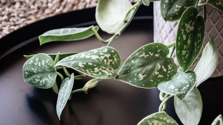 Comment prendre soin d’un philodendron – et garder cette plante d’intérieur populaire en bonne santé