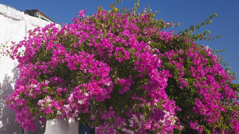 Comment tailler les bougainvilliers – conseils d’experts pour contrôler les plantes et stimuler la floraison