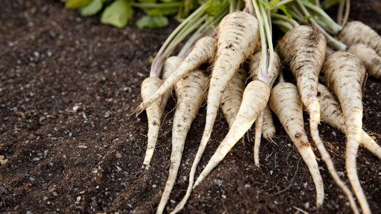 Des jardiniers professionnels révèlent pourquoi il est toujours préférable d'attendre les gelées avant de récolter les panais
