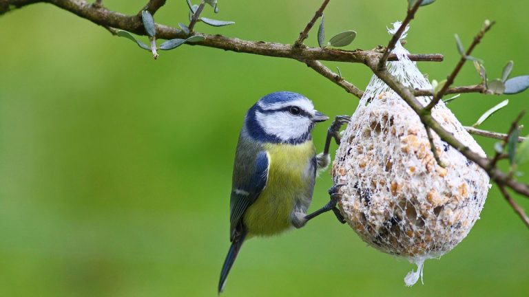 Ce qu'il ne faut pas nourrir les oiseaux – 8 aliments courants qui pourraient leur nuire
