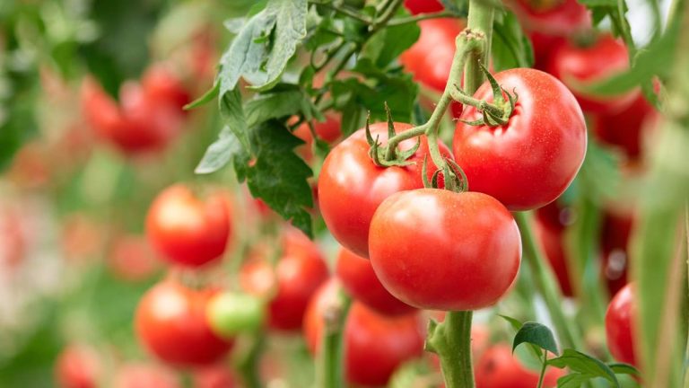 Vous pouvez hiverner les plants de tomates et les cultiver à l’intérieur, mais est-ce que cela en vaut la peine ?