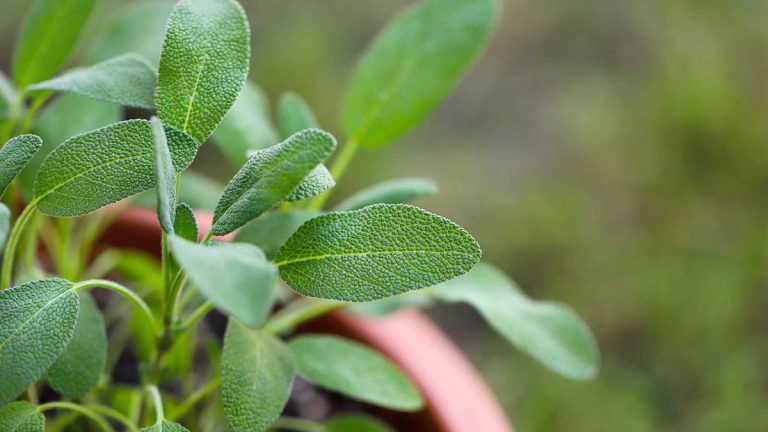 Comment faire pousser de la sauge – 3 conseils de pro pour des herbes parfumées et florissantes
