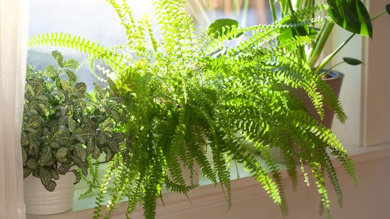 Comment propager une fougère de Boston – et apporter une explosion de feuillage à votre jardin intérieur