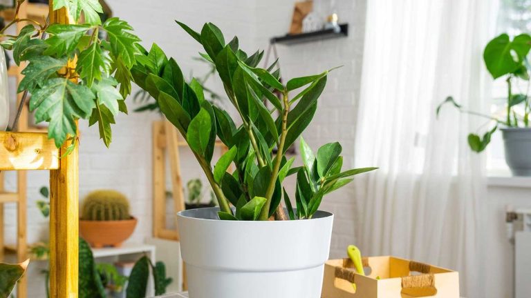 Entretien des plantes ZZ – 3 conseils essentiels pour ces plantes d’intérieur tendance