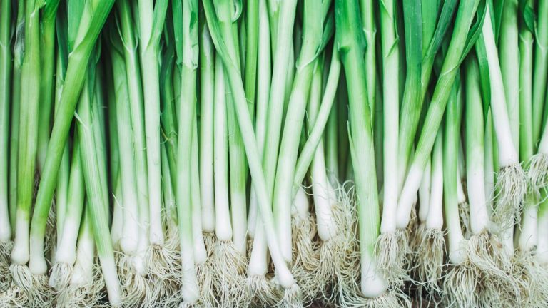 Comment faire pousser des oignons verts – semez ces légumes simples toutes les quelques semaines pour une récolte maximale