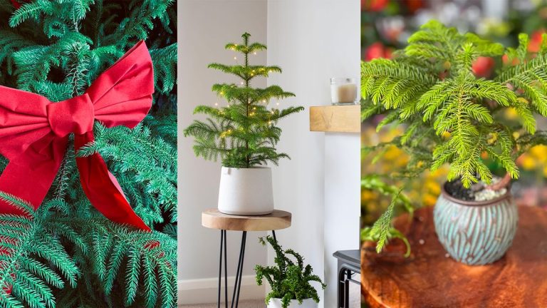 Un pin de l'île Norfolk est la plante d'intérieur parfaite pour Noël – voici comment en cultiver un