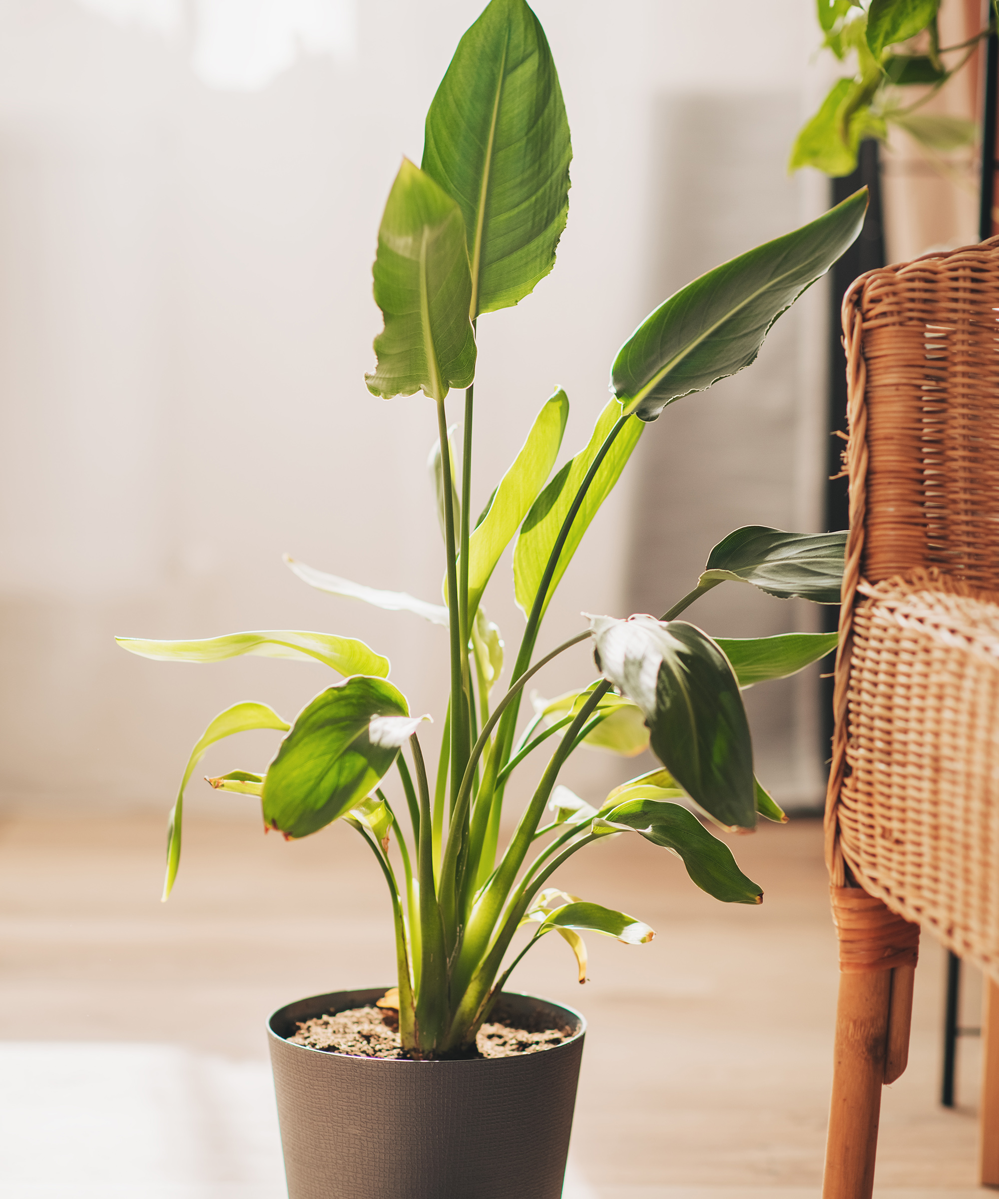1 plante de strelitzia Reginae ou oiseau du paradis en pot de 10 cm