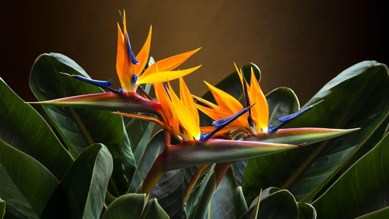 Comment faire pousser un oiseau de paradis – et ajouter ces favoris tropicaux à votre collection de plantes d'intérieur