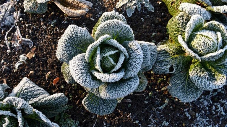 Conseils de professionnels pour hiverner les légumes en extérieur – pour des cultures d’hiver réussies