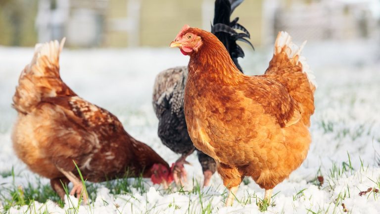 Comment prendre soin des poules en hiver – 6 conseils d’experts