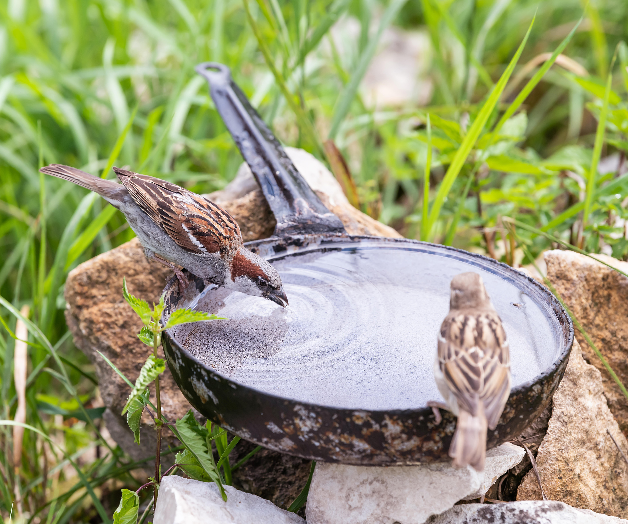 Comment faire un bain d'oiseaux – des idées de bricolage inspirantes ...
