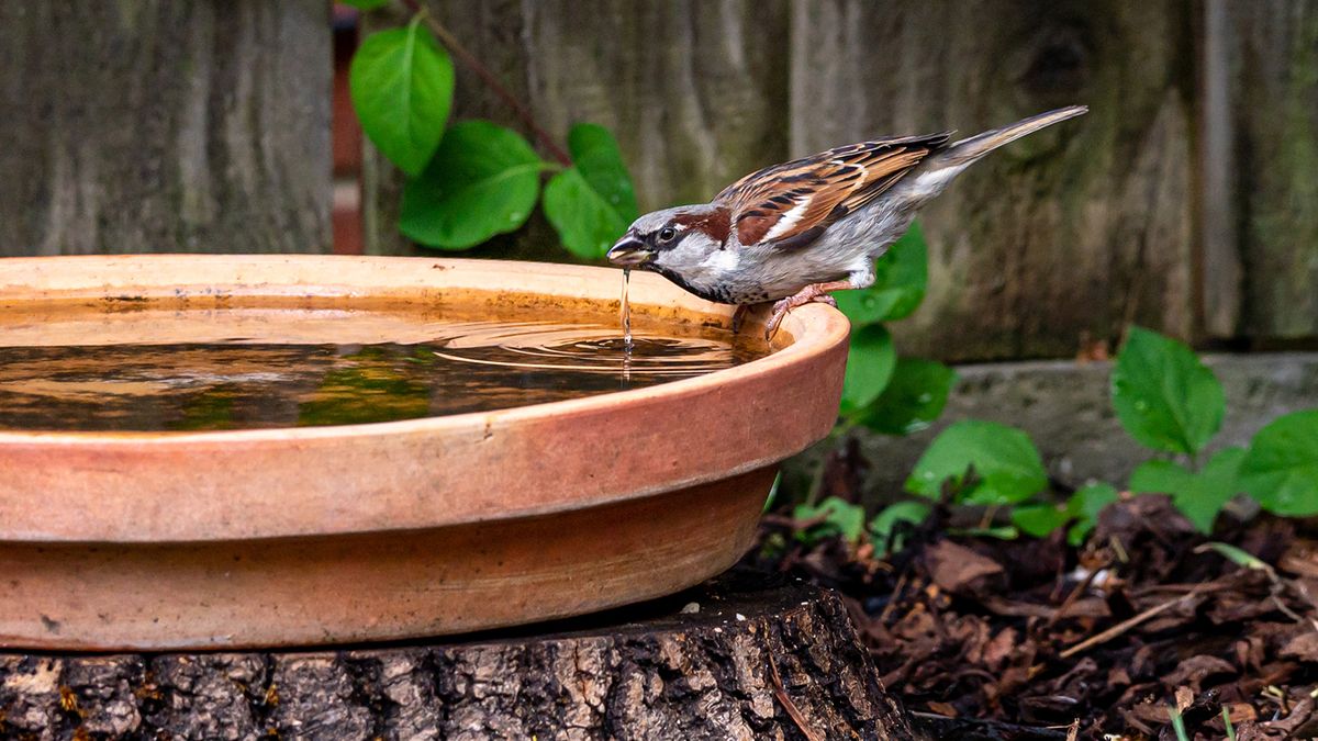 Comment faire un bain d'oiseaux – des idées de bricolage inspirantes ...