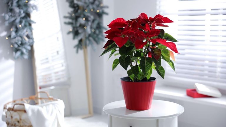 Pourquoi mon poinsettia perd-il des feuilles ?  Conseils pour des plantes de vacances saines