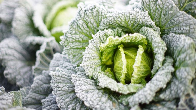 Quand et comment récolter les choux d’hiver du potager