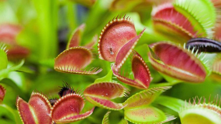 Plantes carnivores – 5 variétés fascinantes à cultiver en intérieur