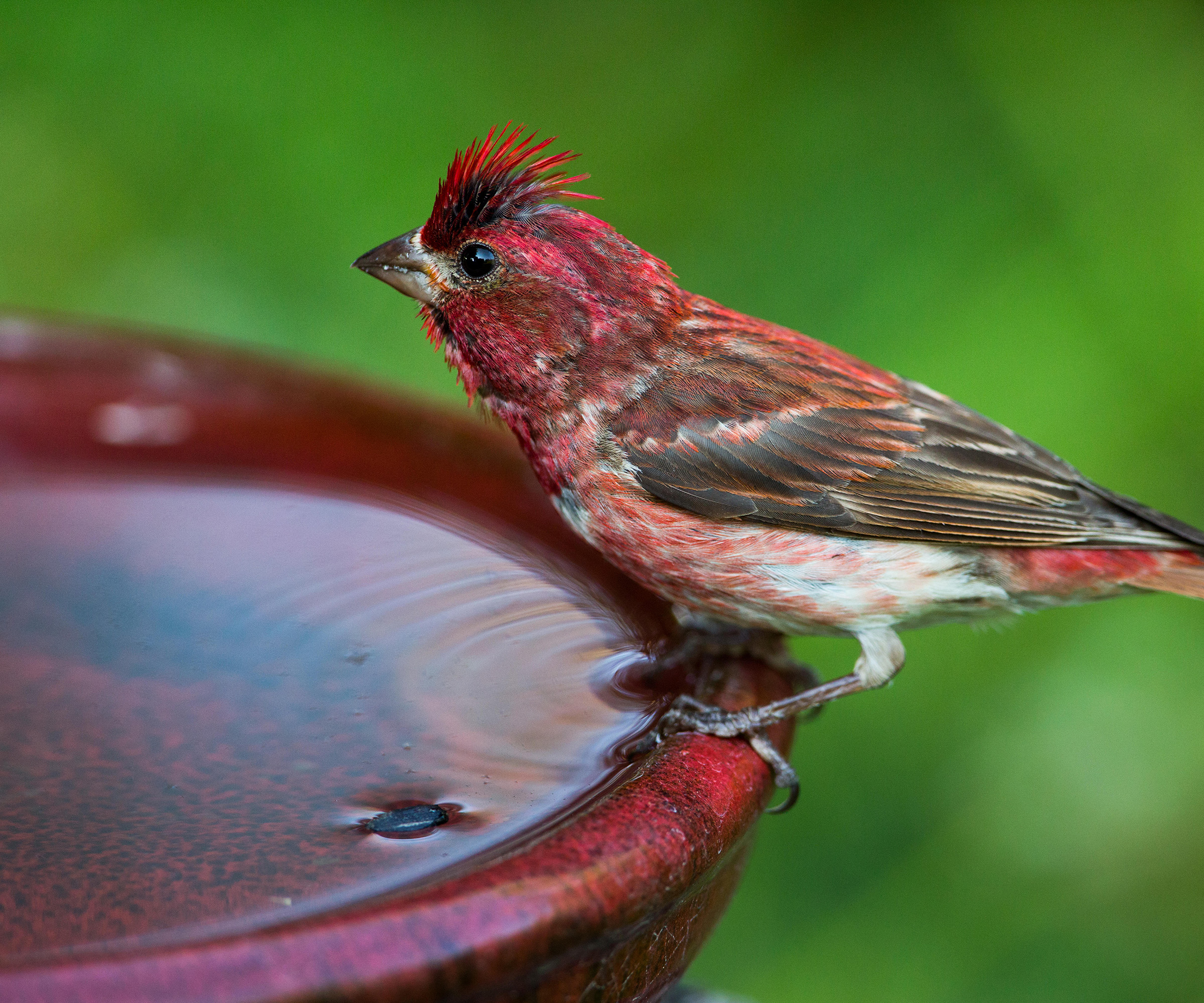 Bain Oiseaux Jardin Bain D'Oiseaux Fleckstone Wildlife World Bain Oiseaux Jardin Bain D'Oiseaux Fleckstone Wildlife World