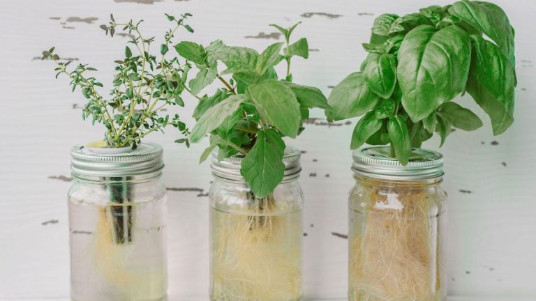 Comment faire pousser des plantes dans l’eau – cultivez toute l’année avec ces techniques simples