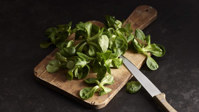 Comment faire pousser de la salade de maïs – et obtenir des légumes-feuilles pendant les mois maigres de l’hiver