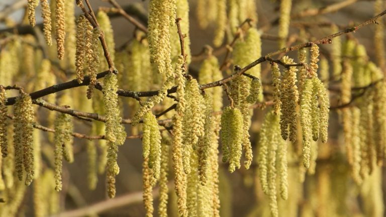 7 idées stimulantes pour les jardiniers en hiver – pour vous aider à protéger votre santé mentale en janvier