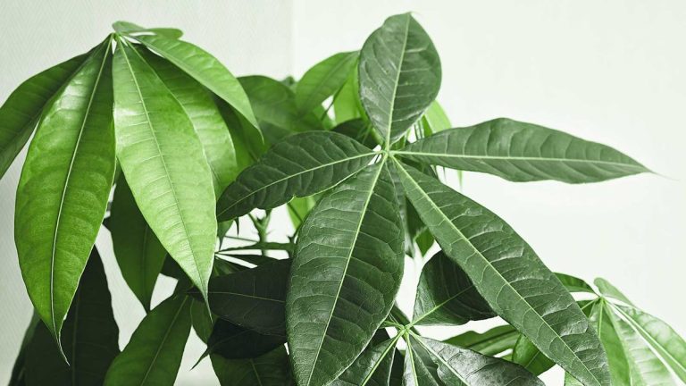 Comment tailler un arbre à argent – ​​conseils essentiels pour des plantes d'intérieur plus saines