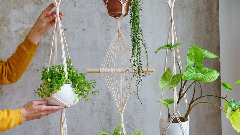 Comment accrocher une plante au plafond – 3 conseils pour propulser vos plantes d'intérieur vers de nouveaux sommets