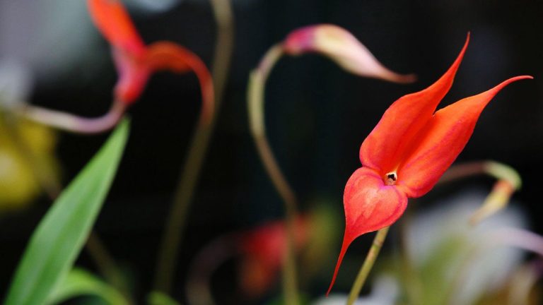 Types d'orchidées – 10 superbes variétés pour votre maison