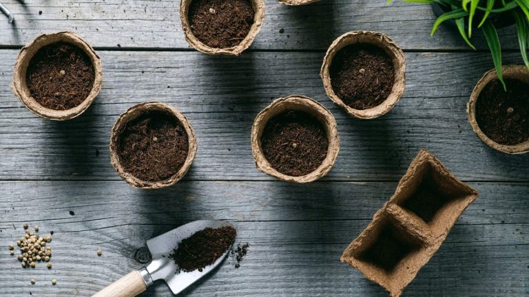 Graines à semer le lendemain de Noël – 4 cultures que vous pouvez planter pendant la période des fêtes