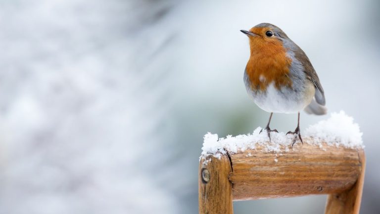 5 erreurs courantes dans les jardins d’hiver – et ce que vous devez faire pour les combattre 5 erreurs courantes dans les jardins d’hiver – et ce que vous devez faire pour les combattre