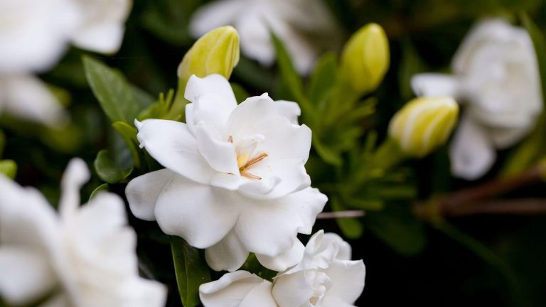 Comment prendre soin du gardénia à l’intérieur – un horticulteur expert partage sa recette du succès Comment prendre soin du gardénia à l’intérieur – un horticulteur expert partage sa recette du succès